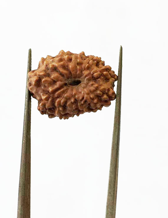 12 Mukhi Certified Indonesian Rudraksha  Size- 18.50 mm